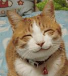 cat_smile-1610_1_t1.jpg