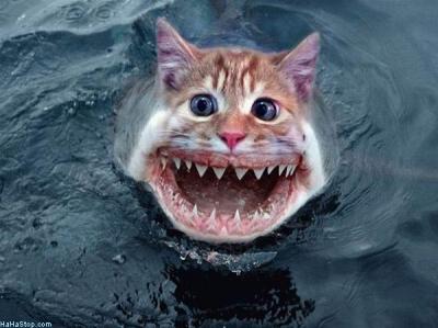 sharkcat.jpg